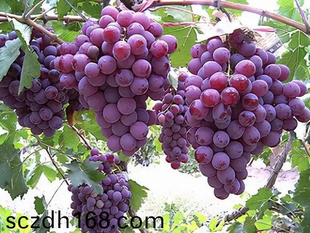 葡萄施底肥的意义